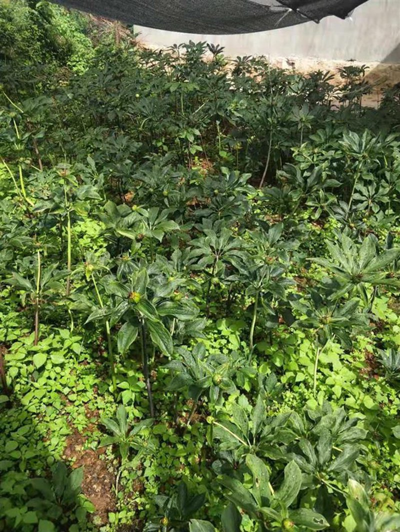 种子批发行业的最新动态